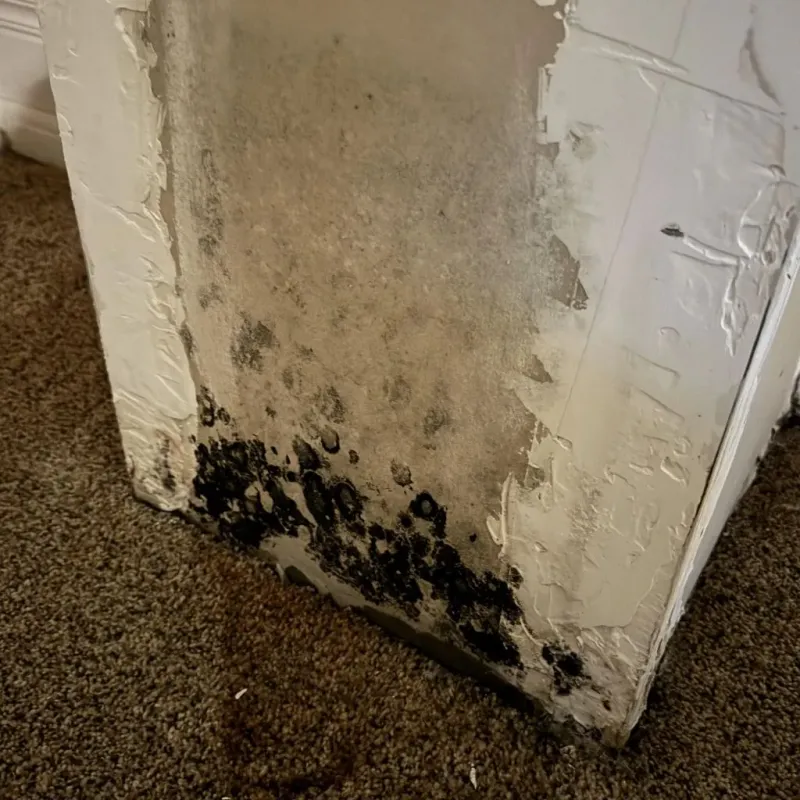 Professional Mold Removal in Ludlow, KY